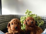 Orjinal Toy Poodle Yavrularım