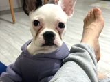 5 Aylık French Bulldog Yavrusu Aşıları Tam Kaka Eğitmi Var