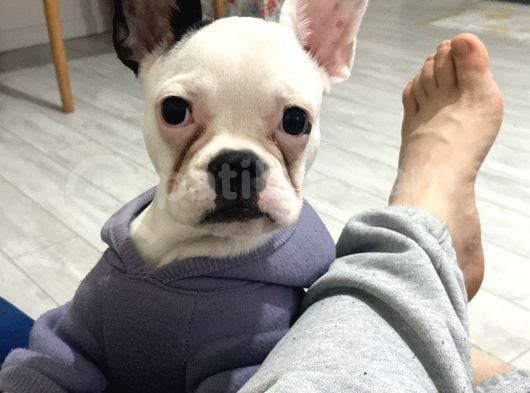 5 Aylık French Bulldog Yavrusu Aşıları Tam Kaka Eğitmi Var görsel