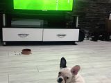 5 Aylık French Bulldog Yavrusu Aşıları Tam Kaka Eğitmi Var