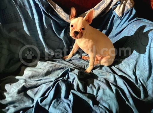5 Aylık French Bulldog Yavrusu Aşıları Tam Kaka Eğitmi Var