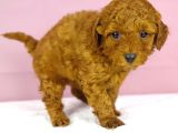Yakşikli Poodle Oğlum
