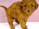 Yakşikli Poodle Oğlum
