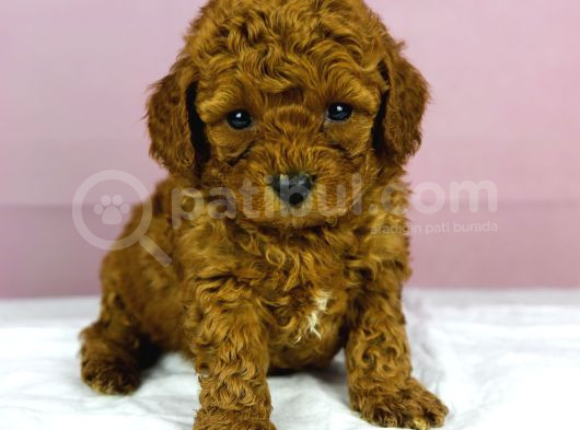 Red Redbrown Toy Poodle Bebekler görsel