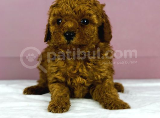 Mükemmel Güzelli̇kte Poodle Oğlum görsel