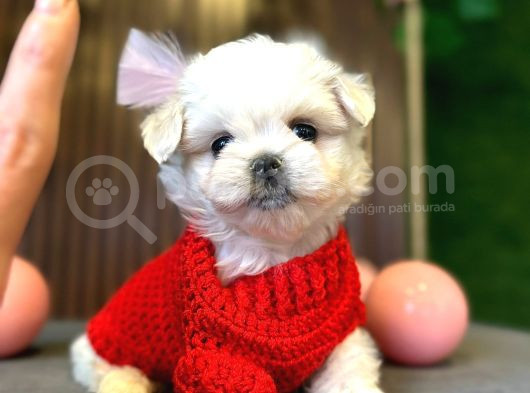 Maltese Terri̇er görsel