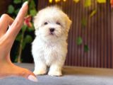 Maltese Terri̇er Yavrulari