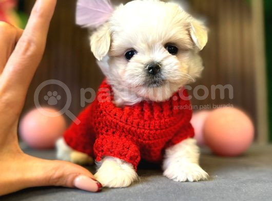 Maltese Terri̇er