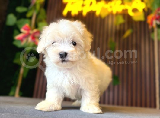 Maltese Terri̇er Yavrulari görsel