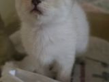 Sevgi Delisi Bebek Teslime Hazır