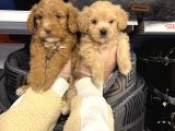 Bebek Surat Malti̇poo Yavrularimiz