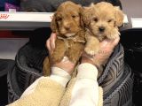 Bebek Surat Malti̇poo Yavrularimiz