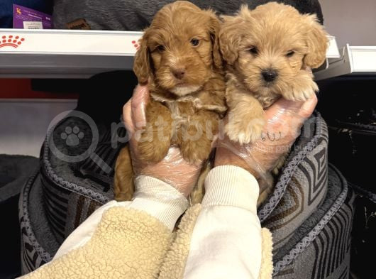 Bebek Surat Malti̇poo Yavrularimiz görsel