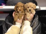 Bebek Surat Malti̇poo Yavrularimiz
