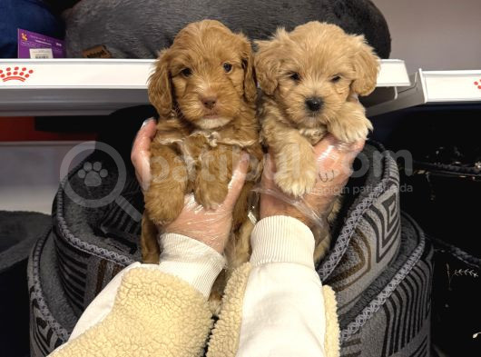 Bebek Surat Malti̇poo Yavrularimiz görsel