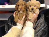 BEBEK SURAT MALTİPOO YAVRULARIMIZ