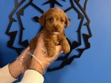 Red Malti̇poo Yavrularimiz