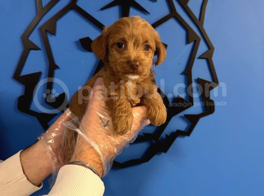 Red Malti̇poo Yavrularimiz görsel