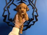Red Malti̇poo Yavrularimiz