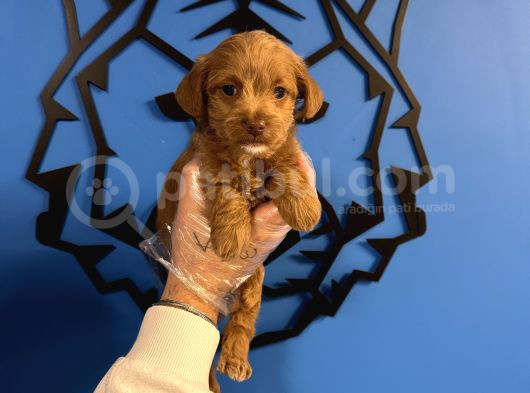 Red Malti̇poo Yavrularimiz görsel