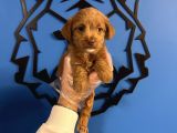 Red Malti̇poo Yavrularimiz