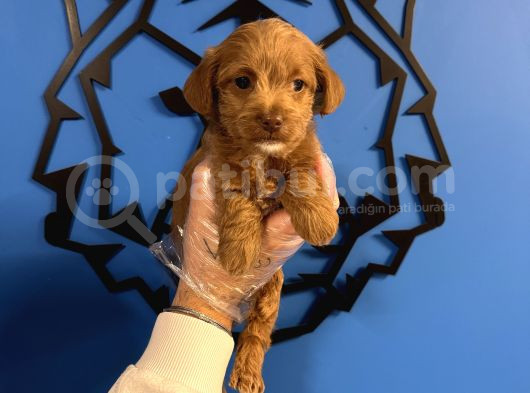 Red Malti̇poo Yavrularimiz görsel