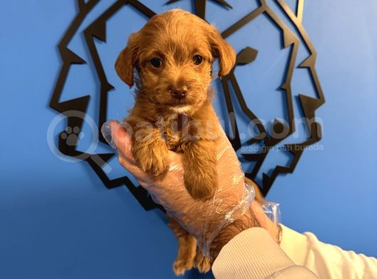 Red Malti̇poo Yavrularimiz