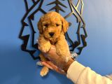 Apri̇cot Toy Poodle Bebekleri̇mi̇z