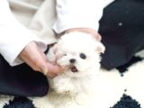 Karbeyaz Maltese Yavrular