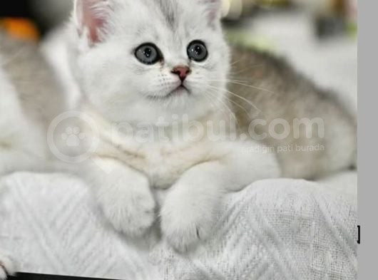 Muhteşem Tonda Silver British Shorthair