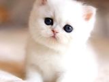 Masmavi NS1133 British Shorthair