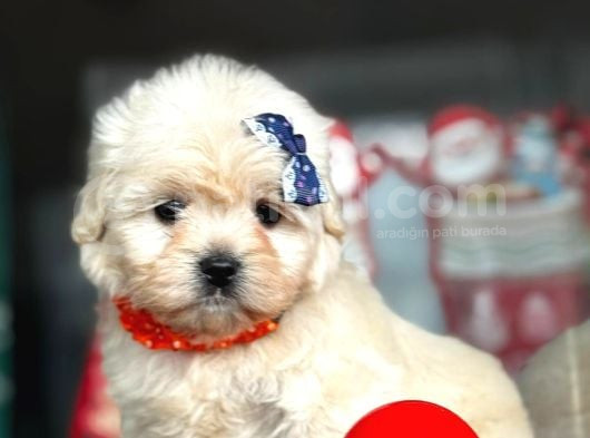 Aşili Maltese Terrier