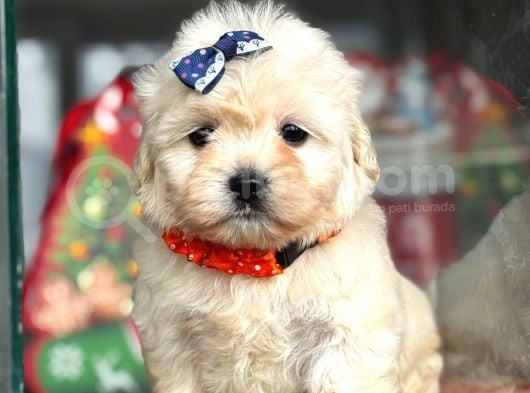 Aşili Maltese Terrier görsel