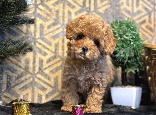 Bebek Suratli Toy Poodle Yavrular