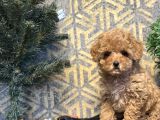 Bebek Suratli Toy Poodle Yavrular