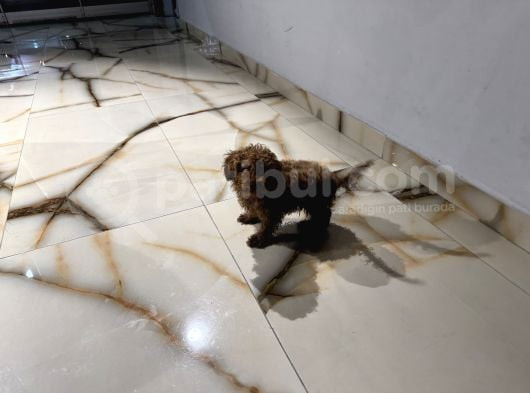 Uygun Fi̇yatli Toy Poodle-Arayınız