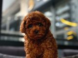 Toy Poodle