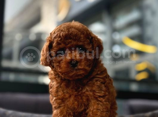 Toy Poodle görsel
