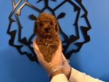 Red Browne Toy Poodle Yavrularimiz