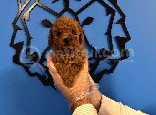Red Browne Toy Poodle Yavrularimiz görsel