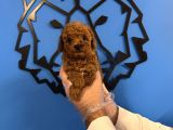 Red Browne Toy Poodle Yavrularimiz
