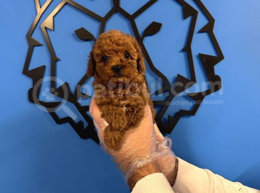 Red Browne Toy Poodle Yavrularimiz görsel
