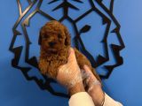 Red Browne Toy Poodle Yavrularimiz