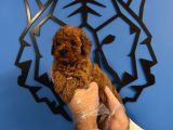 Red Browne Toy Poodle Yavrularimiz