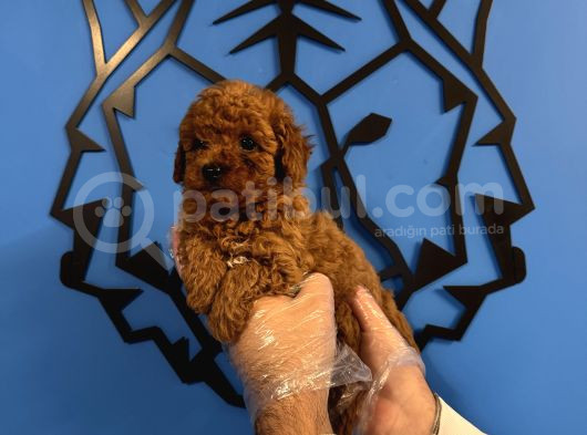 Red Browne Toy Poodle Yavrularimiz görsel
