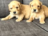 Efsane Küt Burunlu Golden Retriever Yavrularımız