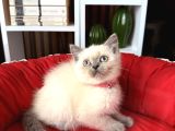 Safkan British Shorthair Bluepoint Yavrular