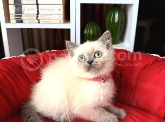 Safkan British Shorthair Bluepoint Yavrular