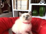 Safkan British Shorthair Bluepoint Yavrular