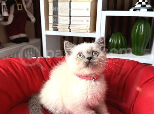 Safkan British Shorthair Bluepoint Yavrular görsel